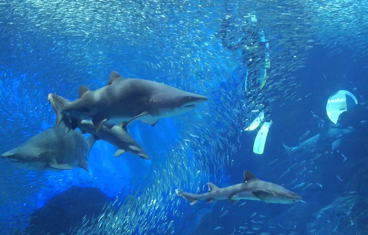 福岡最大級の水族館、マリンワールド海の中道を満喫しよう！