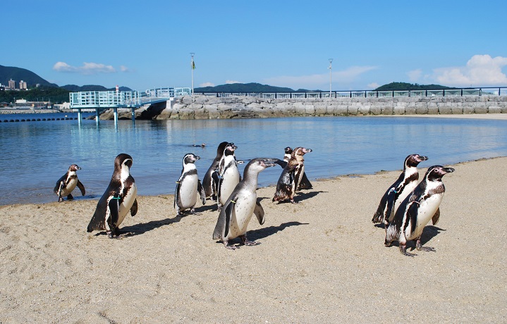 ペンギン好きにはたまらない、長崎ペンギン水族館で過ごす一日