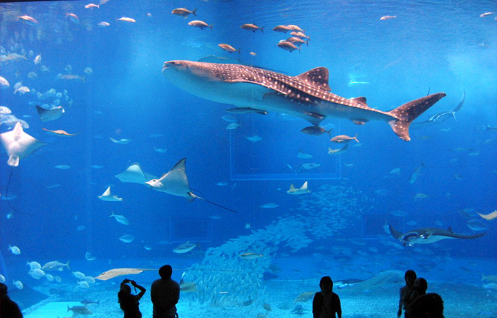 人気NO.1の水族館：美ら海。