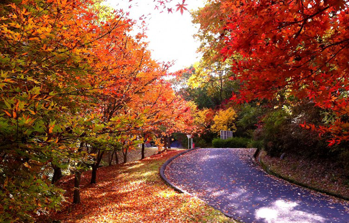 京都のとなり、滋賀・大津で紅葉狩りを楽しもう！