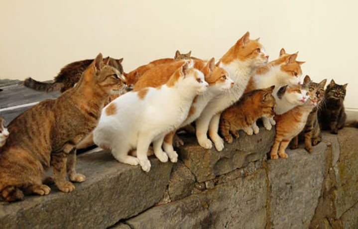 ネコ好き必見！100匹以上のネコに囲まれる離島、青島