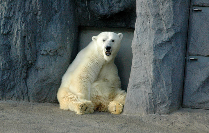 動物の生態がよく観察できる旭山動物園