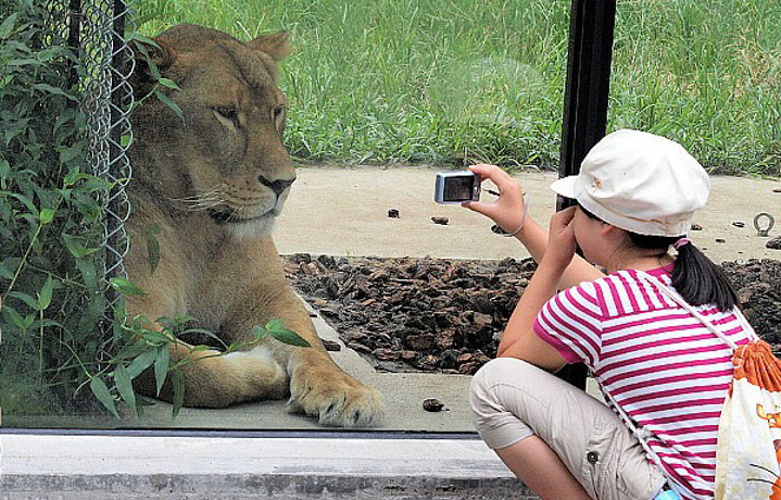 ライオンがガラス一枚の距離で！ナイトサファリも魅力の「安佐動物公園」