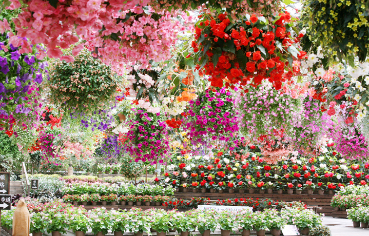 年中満開の花が見られる！花と鳥の楽園「松江フォーゲルパーク」