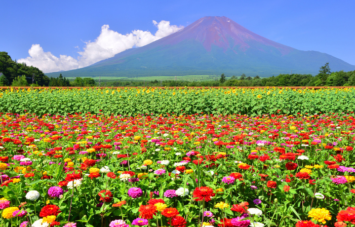 富士山を望む広大なお花畑「山中湖・花の都公園」