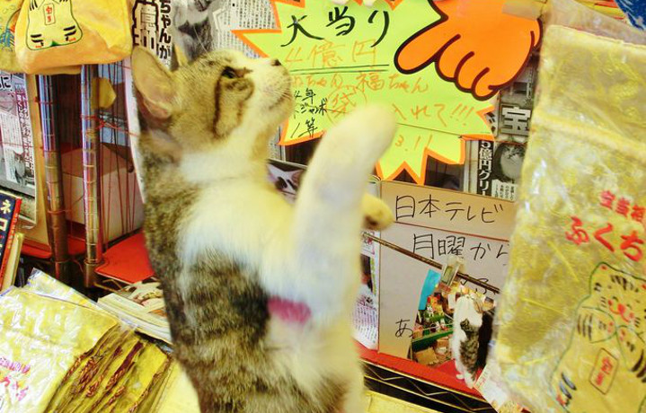 リアル招き猫がいる！宝くじの最強パワースポット「宝当神社」