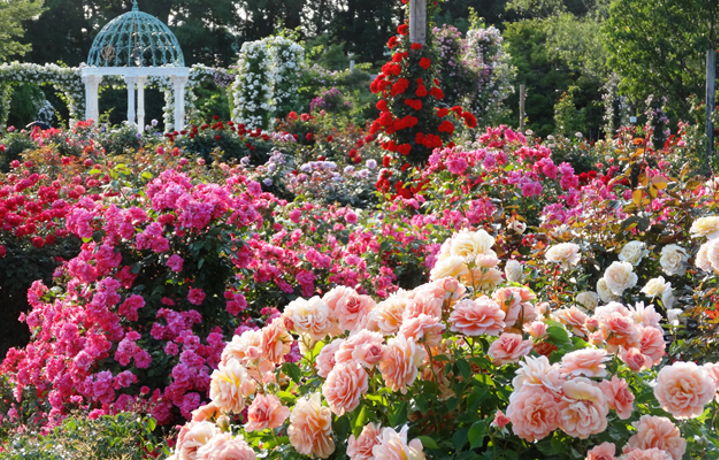 千葉県屈指のバラの名所！１万株のバラが咲き誇る「京成バラ園」