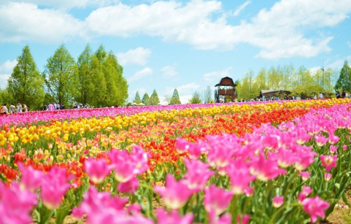 チューリップやひまわりなど季節の花を楽しめる「世羅高原農場」
