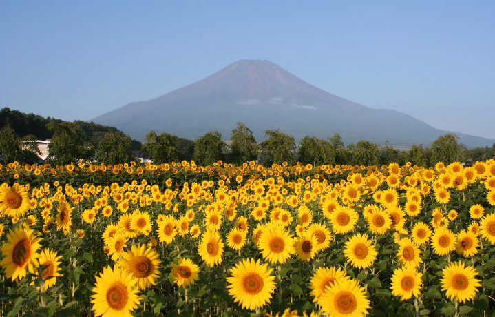 日照時間日本一！約６０万本が咲き誇る「明野のひまわり畑」