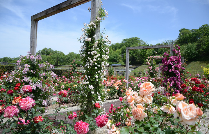 7千品種3万株のバラ！世界最大級のバラ園「花フェスタ記念公園」