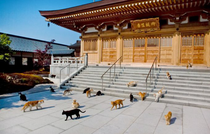 猫好きなら一度はお参りしたい！日本一のねこ寺「御誕生寺」