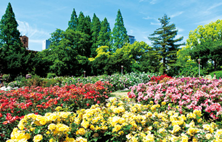 約１７０種３，４００株のバラが咲き誇る！靱公園のバラ園