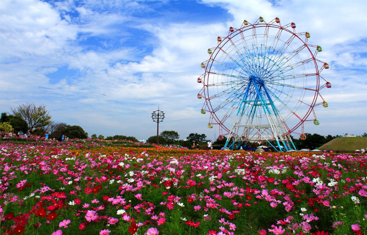 四季折々の花に出会える！広大なレジャー施設・海の中道海浜公園