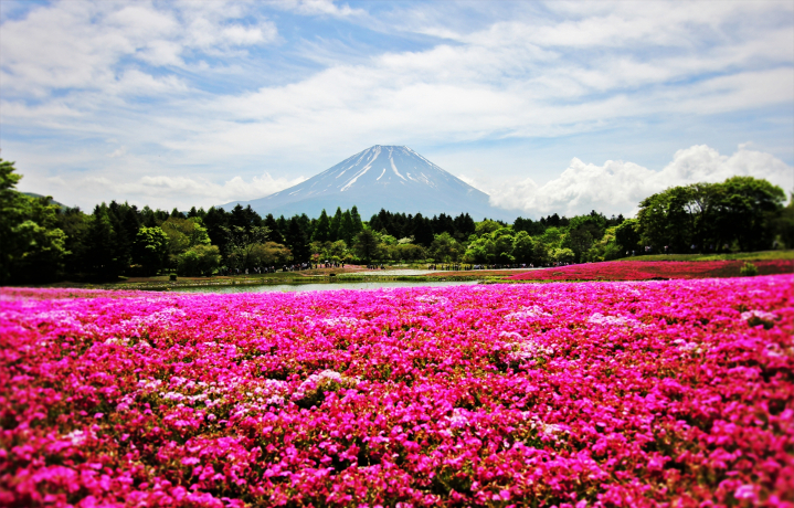 春に山梨に出稼ぎに行くなら花の祭典「富士芝桜まつり」は必見！